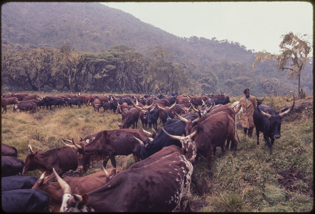 man herds cattle