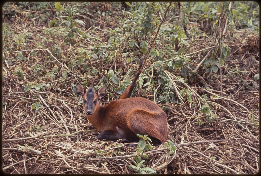 small deer-like animal sits on the ground. One let is raised, caught in a snare