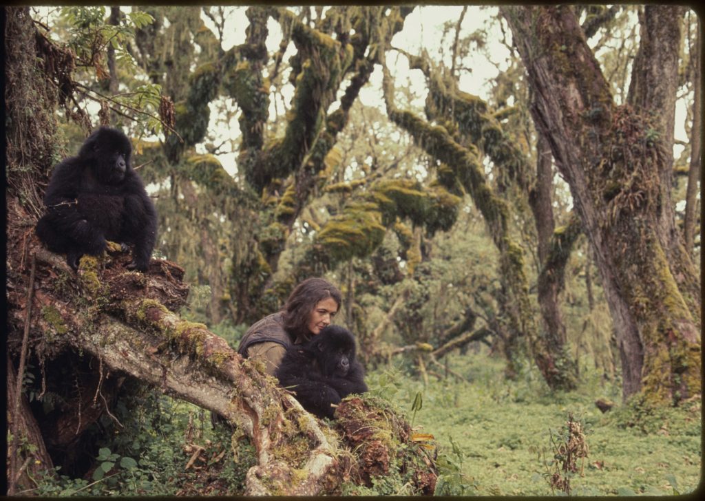 woman sits with two gorillas