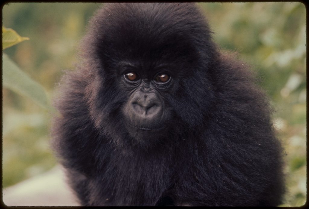 young gorilla looks into the camera