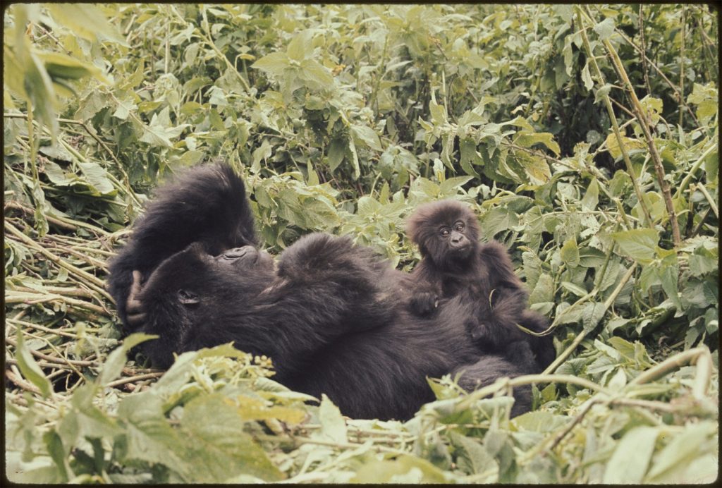 two gorillas, mother and infant sit surrounded by green leaves