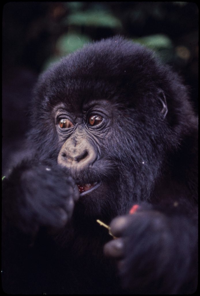 Young gorilla eats berries