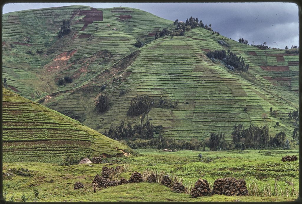 tall green hills covered with agricultural terraces