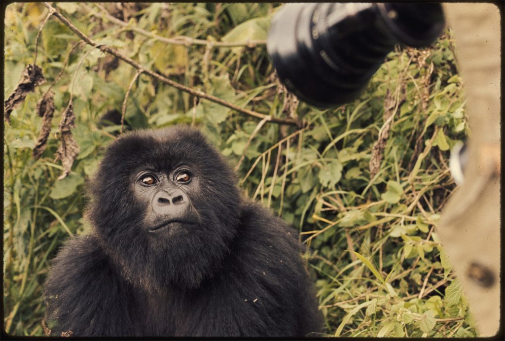 young gorilla looks into camera lens
