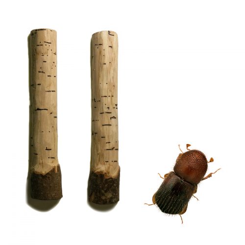 brown beetle with reddish-brown head. Tree branches with carved horizontal lines