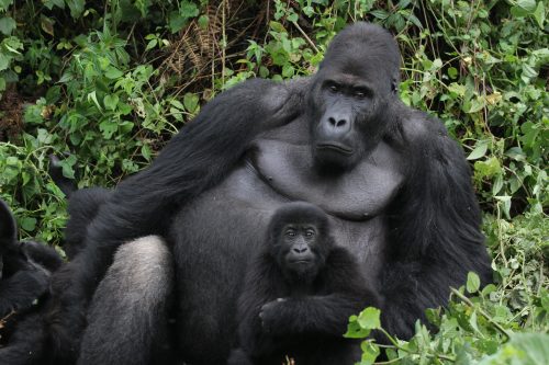 large gorilla sits with infant gorilla