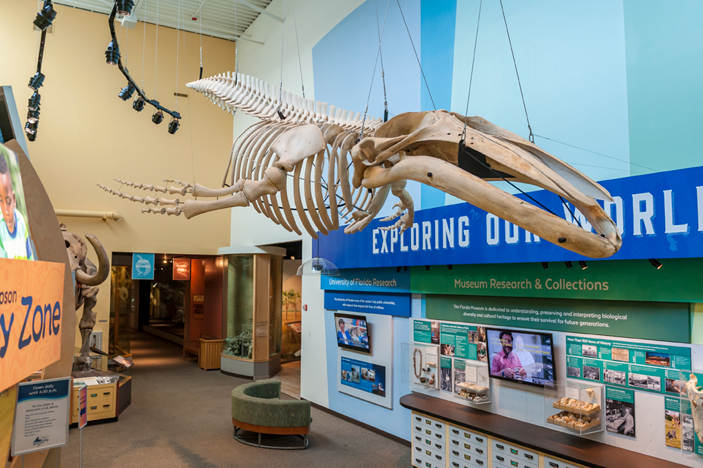 Juvenile humpback whale skeleton