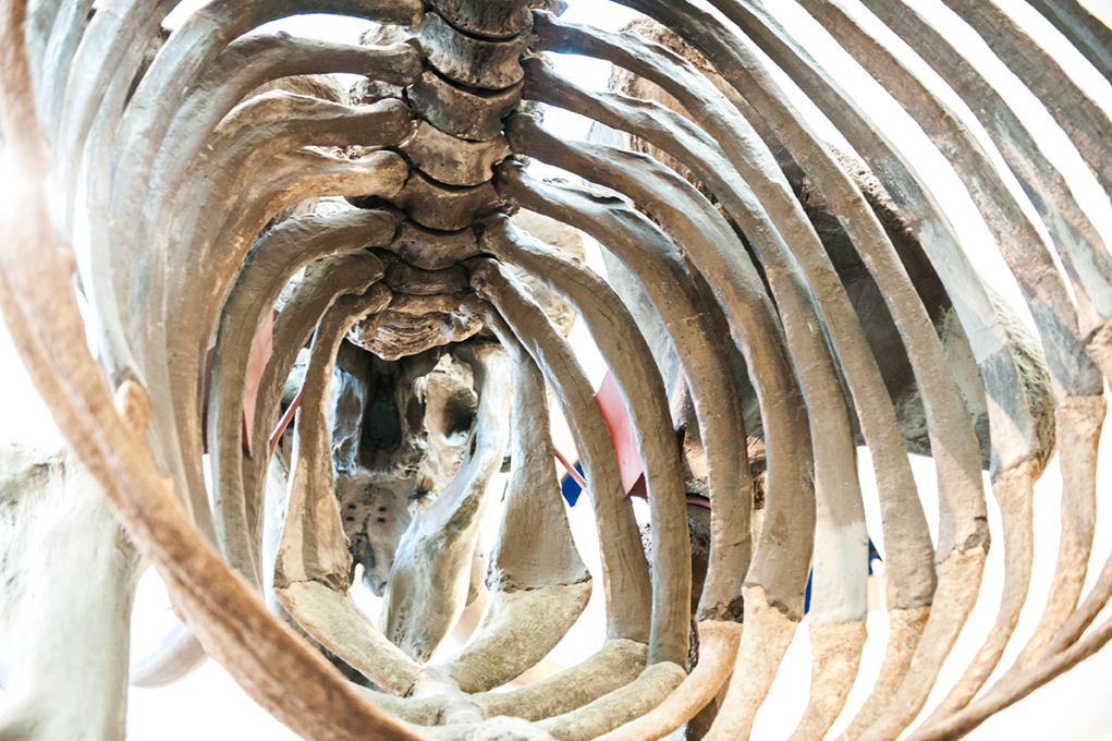 Humpback whale's backbone surrouned by rib bones.