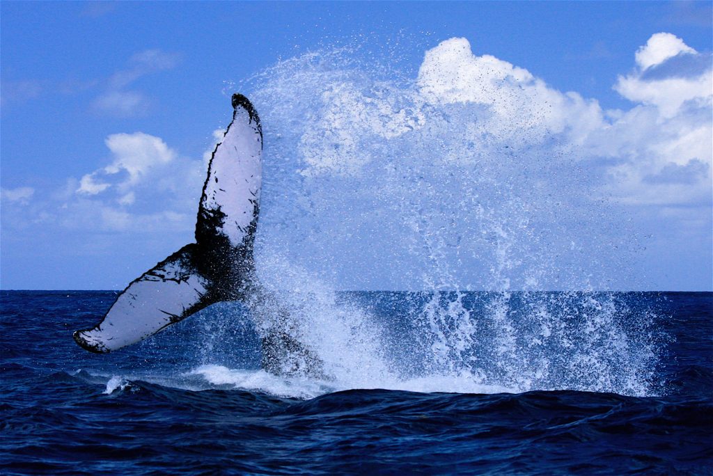 Whale tail rising out of the water with a large splash of water fanning out behind it.