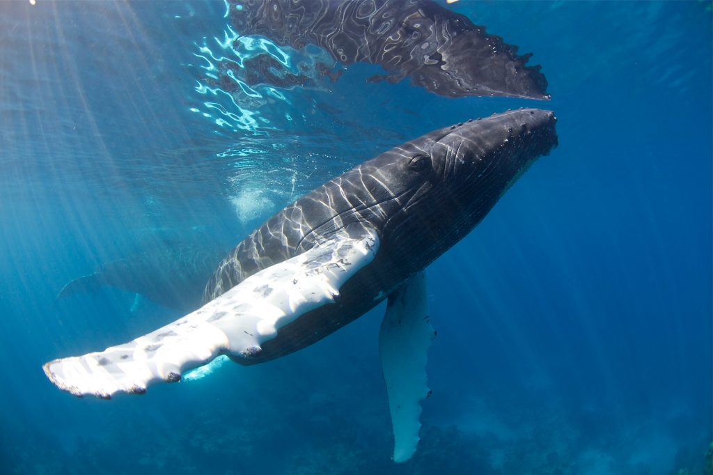 Photo taken underwater. Whale swims right below the waters surface.