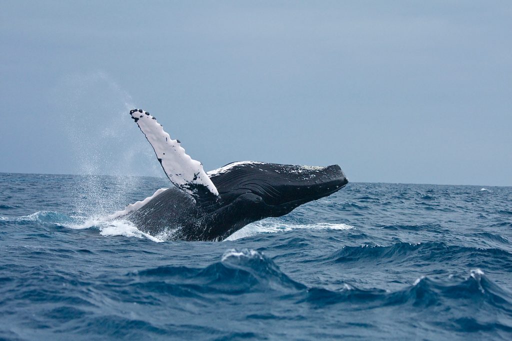Adult Humpback whale rises out of the water. It's white fluke, tail fin, is extended.