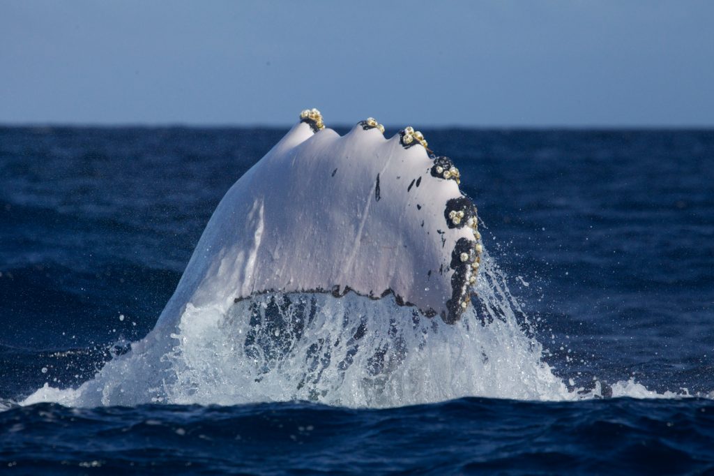 whale's pectoral fin splashes out of the water.