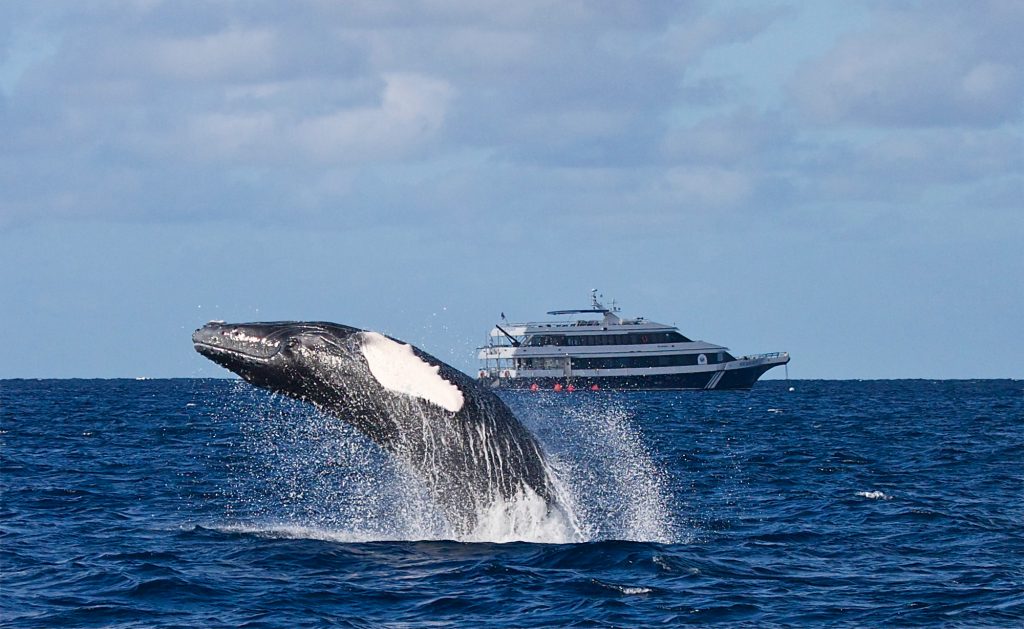 Humpback whale rises out of the water, a boat can be seen in the background