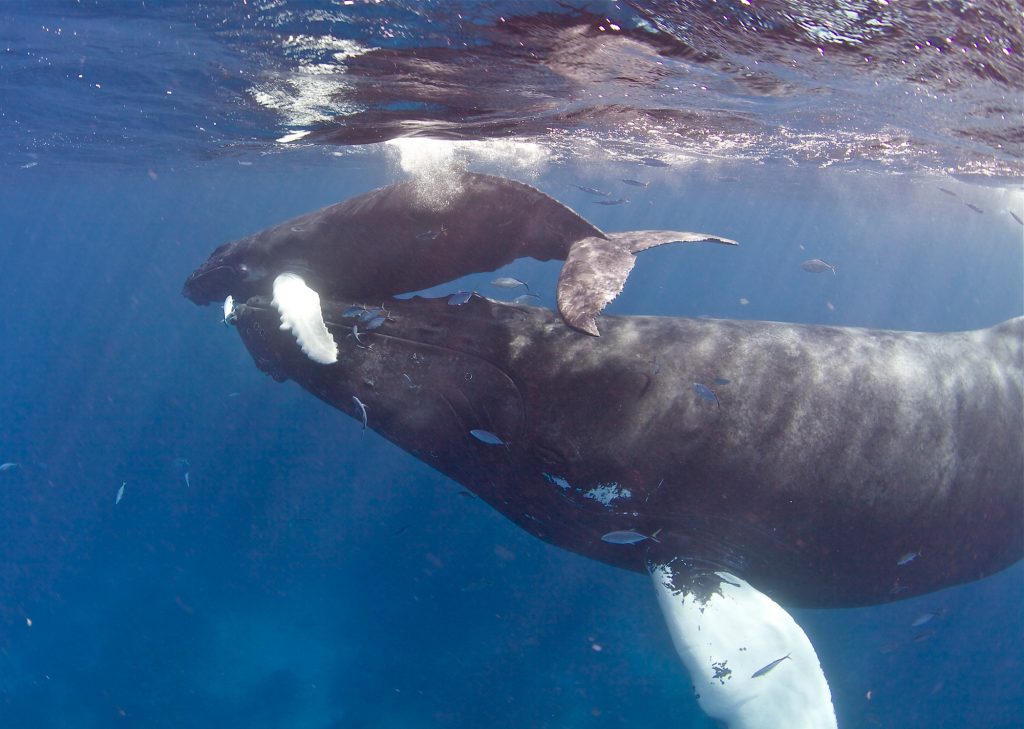 small whale calf swims above its mother.