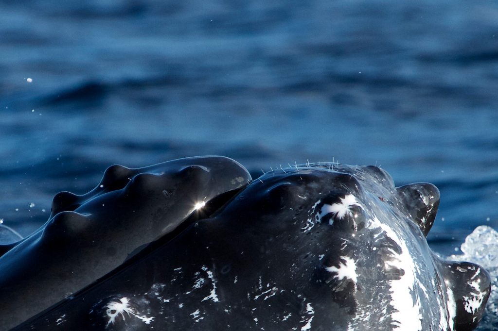 Short white whiskers can be seen on a whales chin