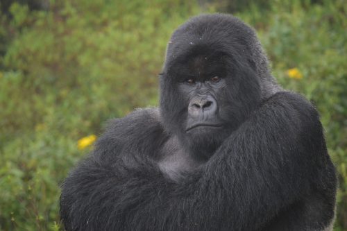 large mountain gorilla looks at camera