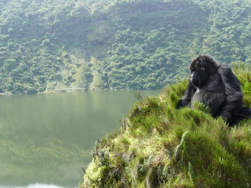Gorilla looks left over a lake