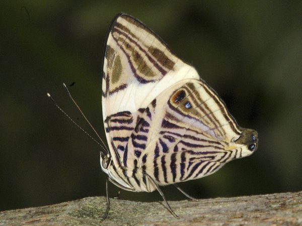 small triangular butterfly with elaborately striped wings