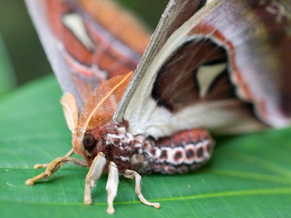 close up of large bodied moth with feathery antennae