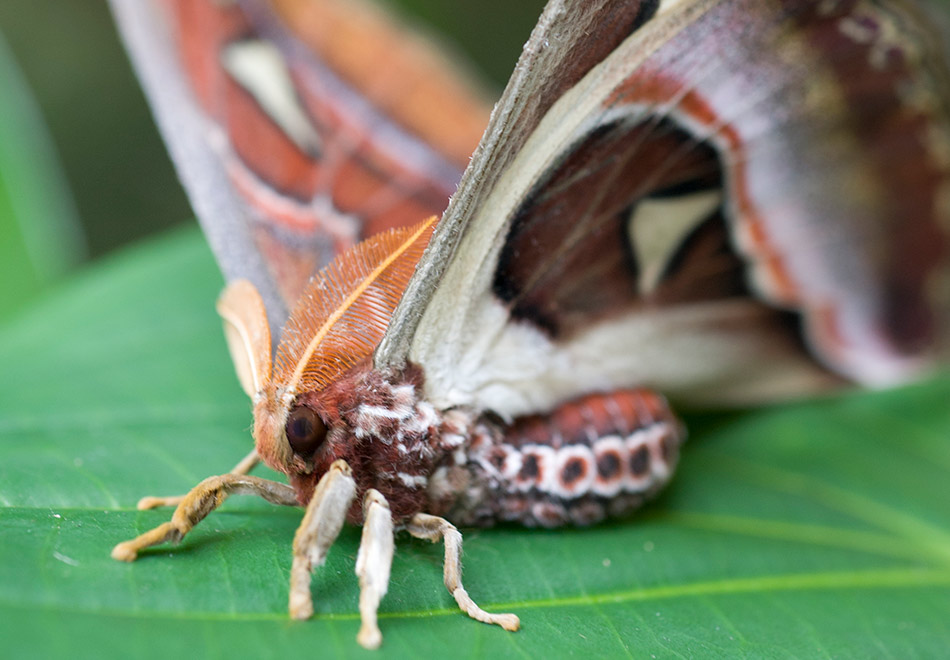 Butterfly Rainforest Moment, Atlas moth Exhibits