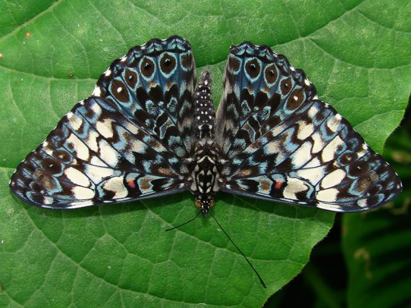 elaborately patterned butterfly resting on a green leaf