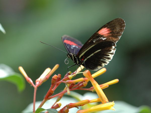 small dark butterfly with red stripes on a flower