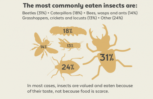 Edible Insects: It’s What’s For Dinner – Exhibits
