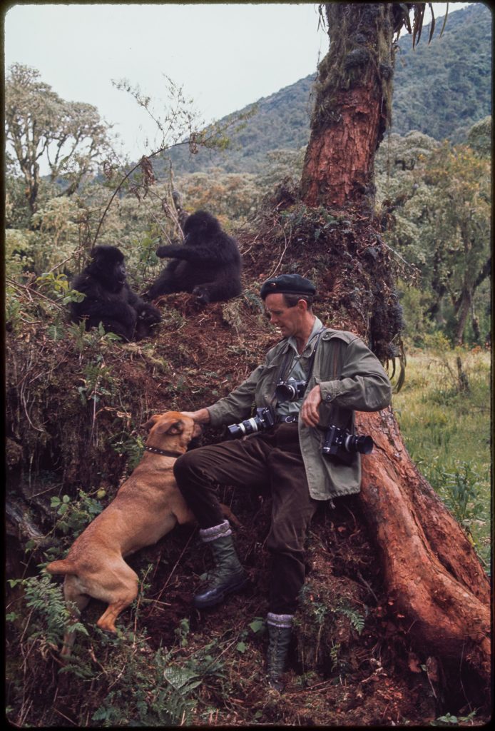 man with many cameras around his neck pets a dog. Two young gorillas sit in the background.