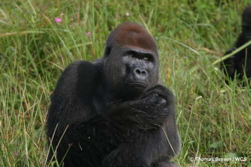large gorilla with reddish hair on its head scratches its shoulder