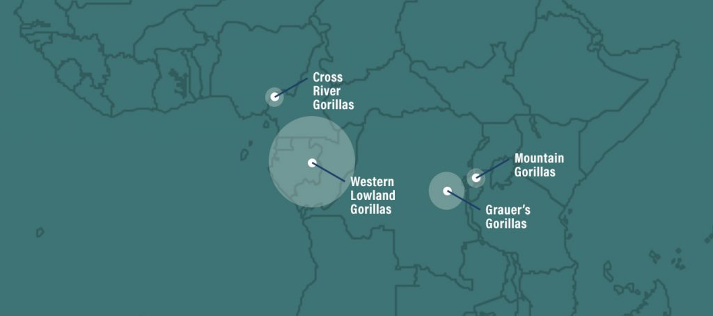 map showing where gorillas live