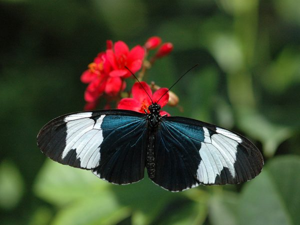 small but wide dark butterfly with large white stripes on its wings