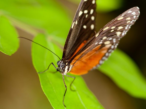 small black and orange butterfly with white spots on the upper edges of its wings