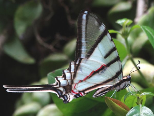 small white and black striped butterfly on leaves