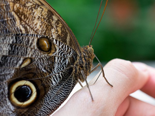 brown butterfly with large eye spot at rest on a person's hand