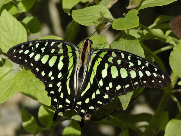 black butterfly with an elaborate pattern of green spots on its wings
