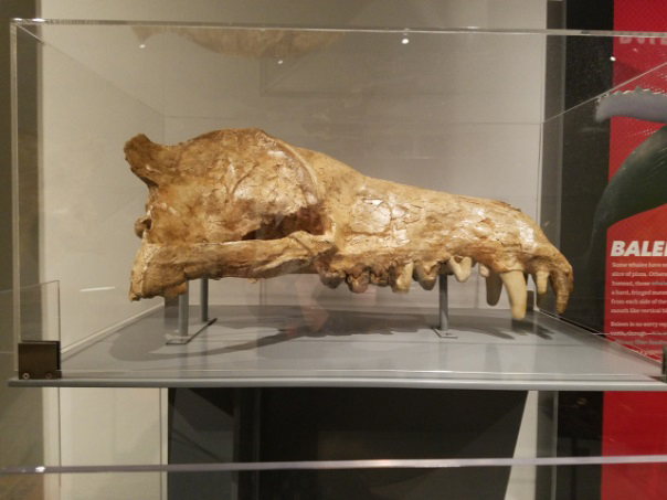 museum display of an Andrewsarchus skull