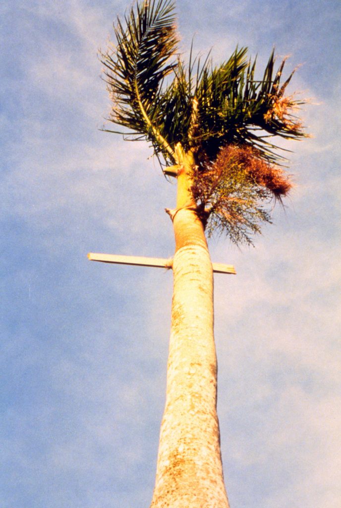 palm tree with a two-four driven through the center of the trunk
