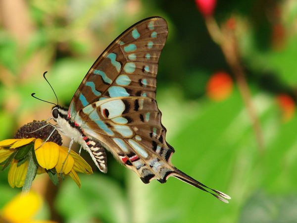 stripped butterfly with small pointed tail sitting on a flower