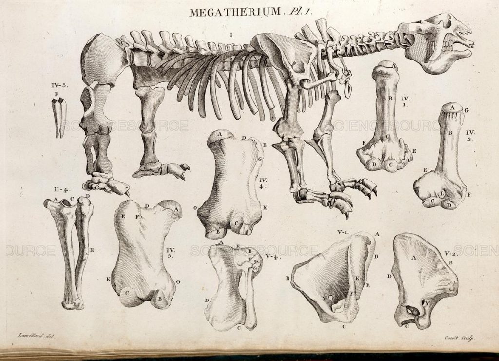drawing of the bones of a Megatherium