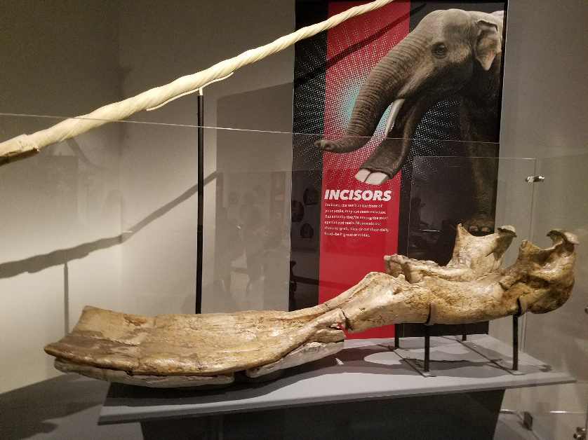 museum display of Platybelodon jaw