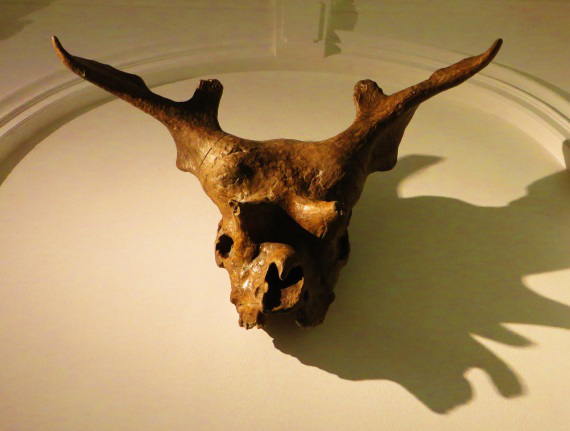 Sivatherium skull