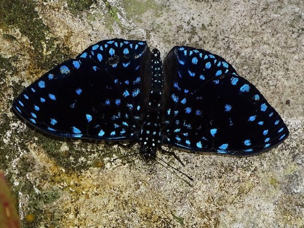 dark butterfly with dark blue spots sitting on a rock