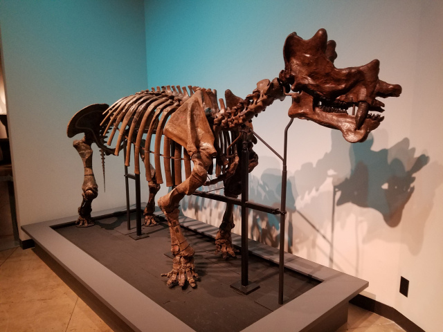 Museum display of Uintatherium bones.