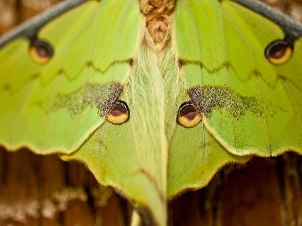 close up of a greenish moth with eye patterns on its wings