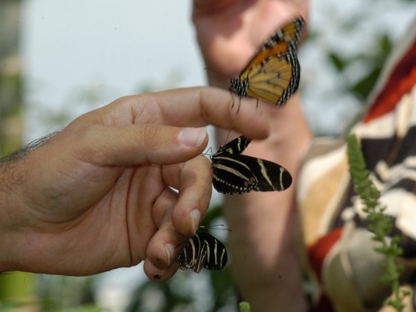 several butterflies resting on a persons hand