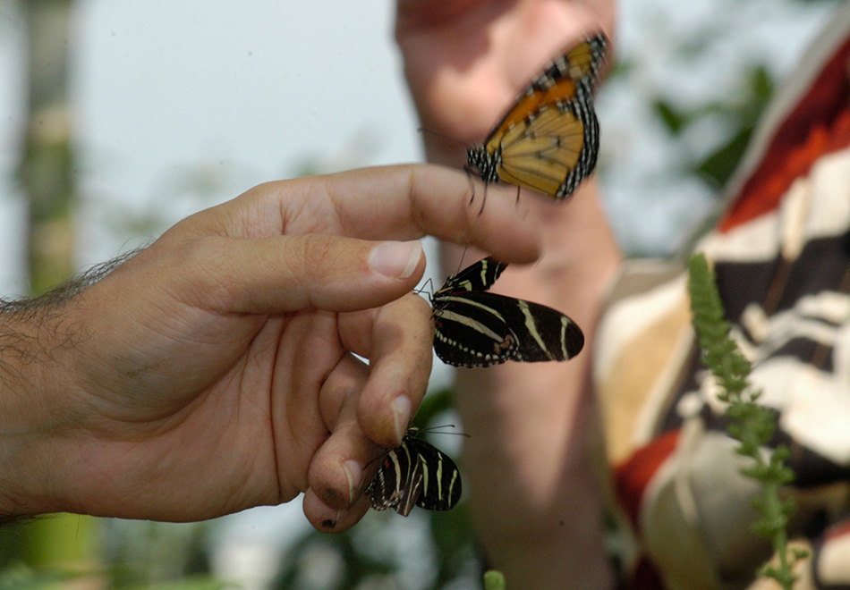 Butterfly Rainforest Moment, Handling butterflies Exhibits