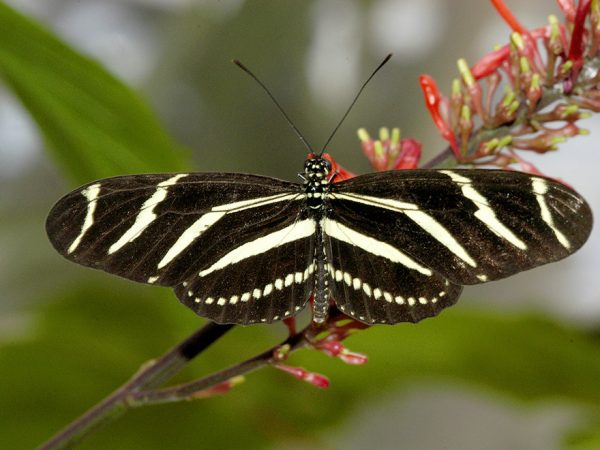 black and white striped butterfly sitting on a red flower frond