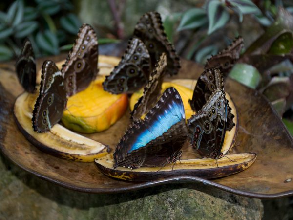 several butterflies resting on banana halves in an exhibit