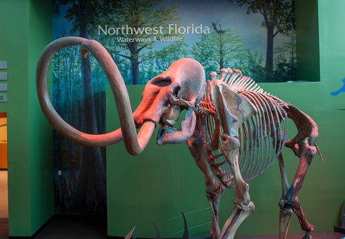 Mammoths and mastodons and sloths, oh my! – Exhibits