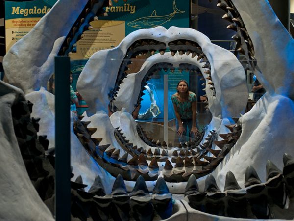woman peers through several open Megalodon jaws